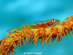 Whip coral goby, taken at Marsa Bareike - Canon G10 with ... by Sean Cooper 
